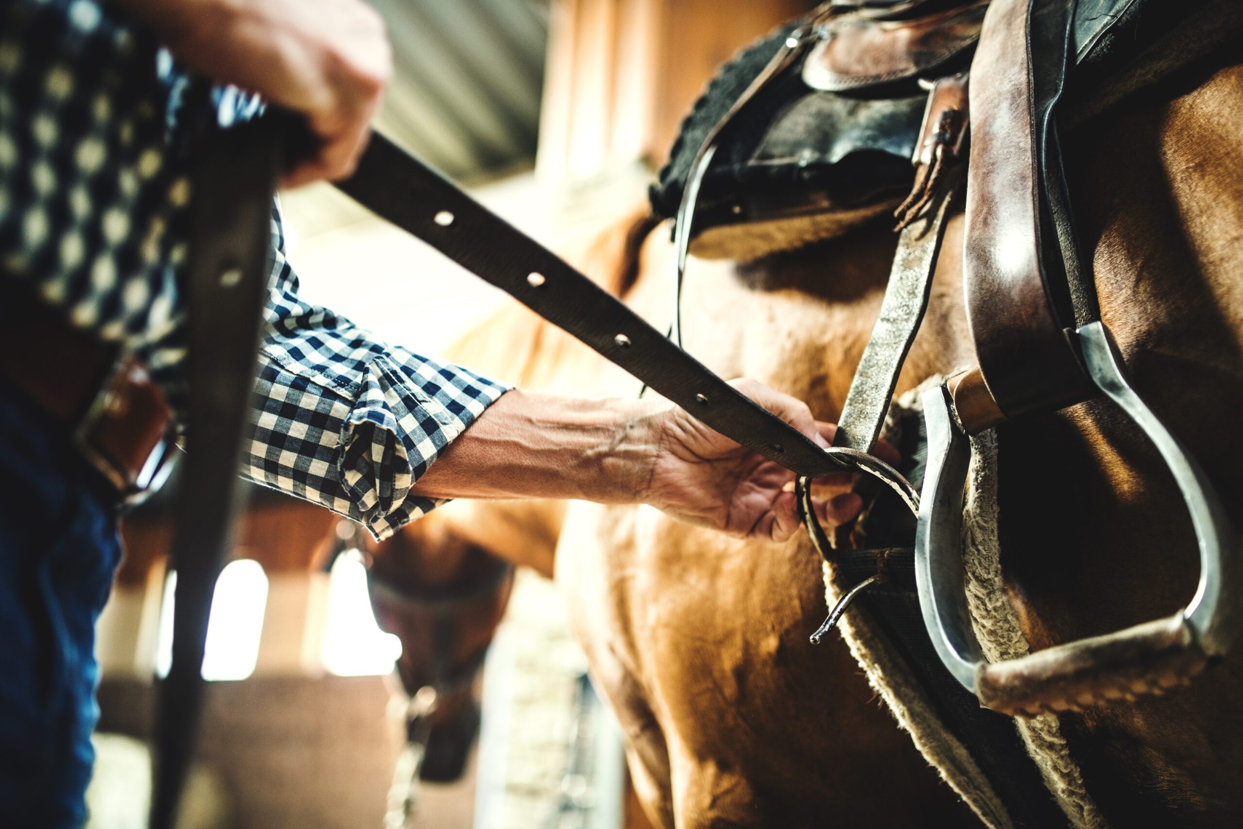 A close-up of a senior man putting a saddle on a horse in a stable.